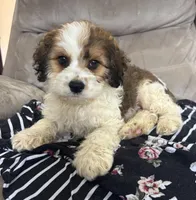 Sport, a male Cockapoo for sale in Montezuma, GA – Photo 3 of 3