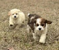 Sport, a male Cockapoo for sale in Montezuma, GA – Photo 2 of 3