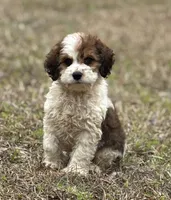 Sport, a male Cockapoo for sale in Montezuma, GA – Photo 1 of 3