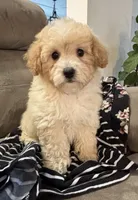 Sandy, a female Poodle - Miniature  for sale in Montezuma, GA – 2 of 5