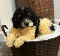 Snoopy , a male Cockapoo for sale in Montezuma, GA – 2 of 3