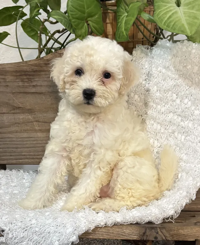 Abby – Bichon Frise, Cocker Spaniel puppy for sale in Montezuma, GA