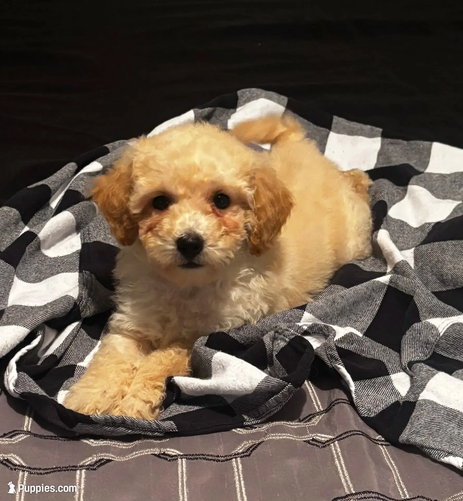 Cade, a male Poodle - Miniature  for sale in Montezuma, GA – 2 of 3