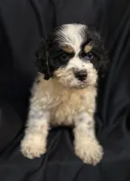 Oreo, a male Cockapoo for sale in Montezuma, GA – Photo 2 of 3