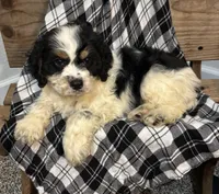 Oreo, a male Cockapoo for sale in Montezuma, GA – Photo 3 of 3