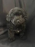 Sally, a female Bichon Frise for sale in Montezuma, GA – Photo 4 of 4