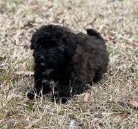 Sally, a female Bichon Frise for sale in Montezuma, GA – Photo 2 of 4