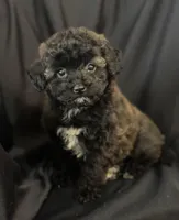 Sally, a female Bichon Frise for sale in Montezuma, GA – Photo 1 of 4