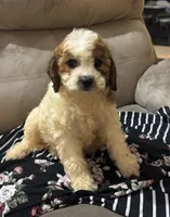 Snuggles , a female Cockapoo for sale in Montezuma, GA – 3 of 5