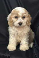 Bunny, a female Cockapoo for sale in Montezuma, GA – 3 of 3