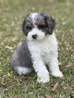 Molly, a female Cockapoo for sale in Montezuma, GA – Photo 3 of 3