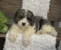 Molly, a female Cockapoo for sale in Montezuma, GA – Photo 1 of 3