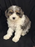 Molly, a female Cockapoo for sale in Montezuma, GA – Photo 2 of 3