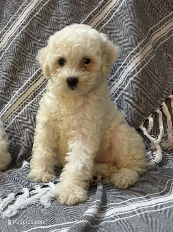 Adrian – Bichon Frise, English Cocker Spaniel puppy for sale in Montezuma, GA