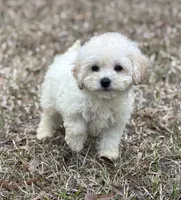 Scamp, a male Bichon Frise for sale in Montezuma, GA – Photo 3 of 3