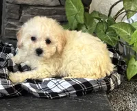 Scamp, a male Bichon Frise for sale in Montezuma, GA – Photo 2 of 3