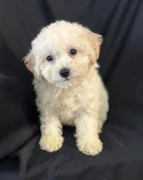 Scamp, a male Bichon Frise for sale in Montezuma, GA – Photo 1 of 3