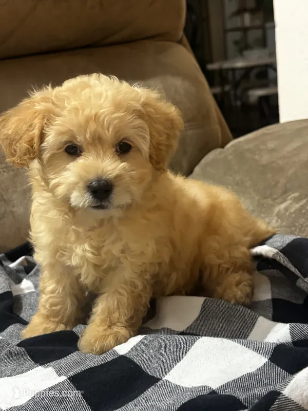 Skipper  – Cockapoo puppy for sale in Montezuma, GA