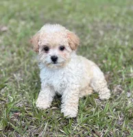 Sandy, a female Poodle - Miniature  for sale in Montezuma, GA – 3 of 5
