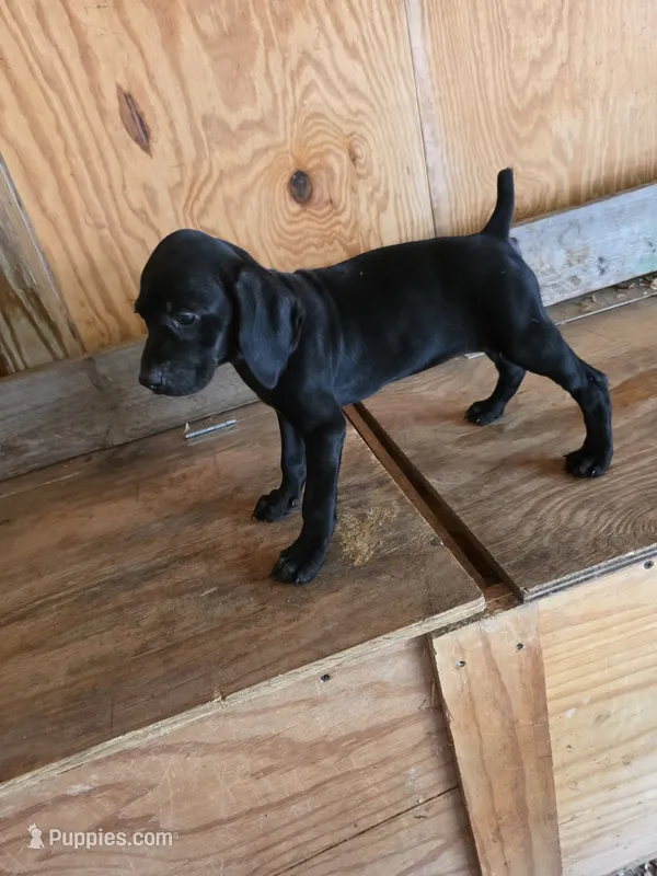  Gunner & tess  pups – German Shorthaired Pointer puppy for sale in Waynesburg, OH