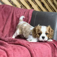Cole, a male Cavalier King Charles Spaniel for sale in Fredericksburg, OH – Photo 2 of 5