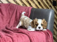 Cole, a male Cavalier King Charles Spaniel for sale in Fredericksburg, OH – Photo 2 of 5