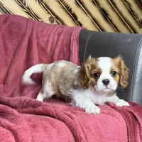 Cole, a male Cavalier King Charles Spaniel for sale in Fredericksburg, OH – Photo 1 of 5