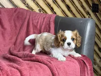 Cole, a male Cavalier King Charles Spaniel for sale in Fredericksburg, OH – Photo 1 of 5