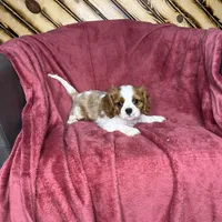 Cole, a male Cavalier King Charles Spaniel for sale in Fredericksburg, OH – Photo 5 of 5