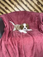 Cole, a male Cavalier King Charles Spaniel for sale in Fredericksburg, OH – Photo 5 of 5