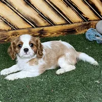 Cole, a male Cavalier King Charles Spaniel for sale in Fredericksburg, OH – Photo 3 of 5