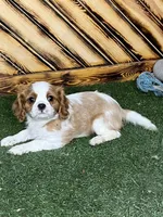 Cole, a male Cavalier King Charles Spaniel for sale in Fredericksburg, OH – Photo 3 of 5