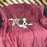 Cole, a male Cavalier King Charles Spaniel for sale in Fredericksburg, OH – Photo 4 of 5