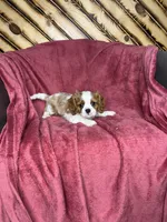 Cole, a male Cavalier King Charles Spaniel for sale in Fredericksburg, OH – Photo 4 of 5