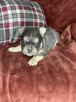 Benji, a male French Bulldog for sale in Fredericksburg, OH – Photo 4 of 7