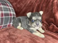 Benji, a male French Bulldog for sale in Fredericksburg, OH – Photo 3 of 7