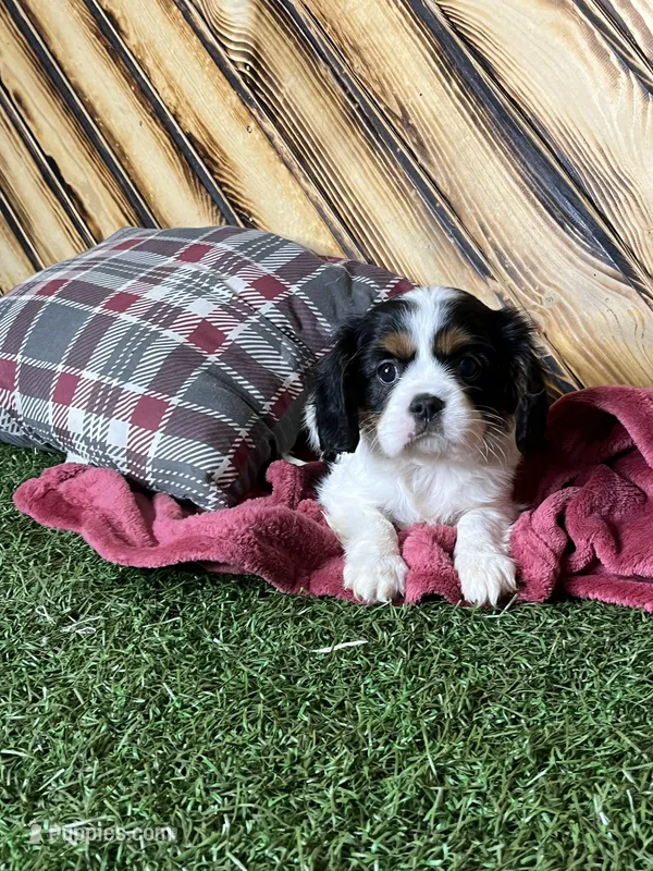 Jill – Cavalier King Charles Spaniel puppy for sale in Fredericksburg, OH