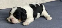 Jill, a female Cavalier King Charles Spaniel for sale in Fredericksburg, OH – Photo 1 of 6