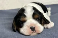 Jill, a female Cavalier King Charles Spaniel for sale in Fredericksburg, OH – Photo 3 of 6