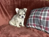 Bubbles, a female French Bulldog for sale in Fredericksburg, OH – Photo 4 of 6