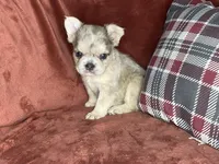 Bubbles, a female French Bulldog for sale in Fredericksburg, OH – Photo 5 of 6