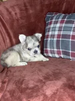 Bubbles, a female French Bulldog for sale in Fredericksburg, OH – Photo 1 of 6