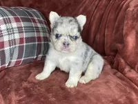 Bruno, a male French Bulldog for sale in Fredericksburg, OH – Photo 5 of 7