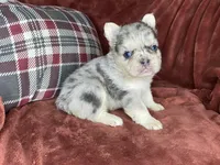 Bruno, a male French Bulldog for sale in Fredericksburg, OH – Photo 7 of 7