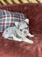 Bruno, a male French Bulldog for sale in Fredericksburg, OH – Photo 1 of 7