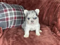 Bruno, a male French Bulldog for sale in Fredericksburg, OH – Photo 3 of 7