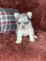 Bruno, a male French Bulldog for sale in Fredericksburg, OH – Photo 4 of 7