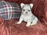 Bruno, a male French Bulldog for sale in Fredericksburg, OH – Photo 2 of 7