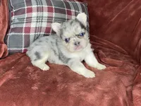 Bruno, a male French Bulldog for sale in Fredericksburg, OH – Photo 6 of 7