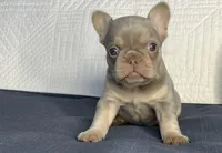 Izzy, a female French Bulldog for sale in Fredericksburg, OH – Photo 6 of 7